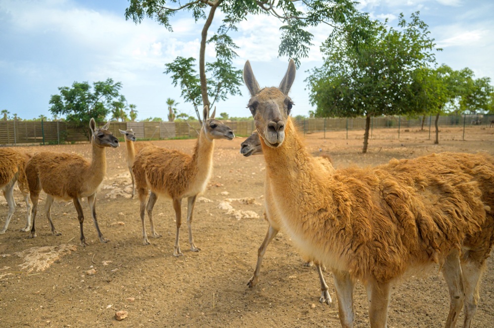 La carne de guanaco también se plantea como una alternativa para el consumo interno